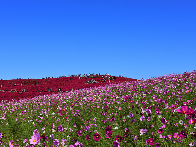 Hitachi Seaside Park