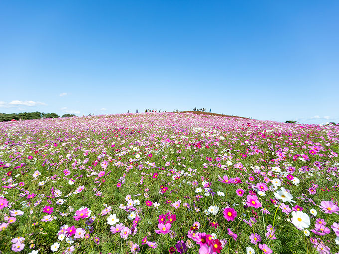 Hitachi Seaside Park