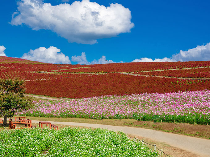 Hitachi Seaside Park