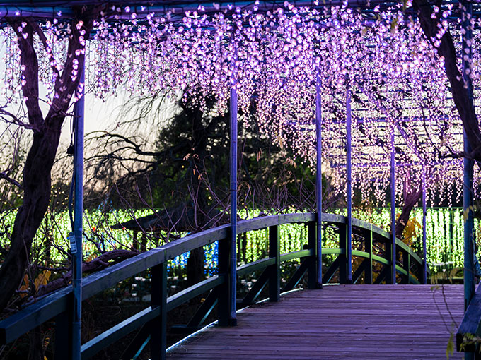 Ashikaga Flower Park