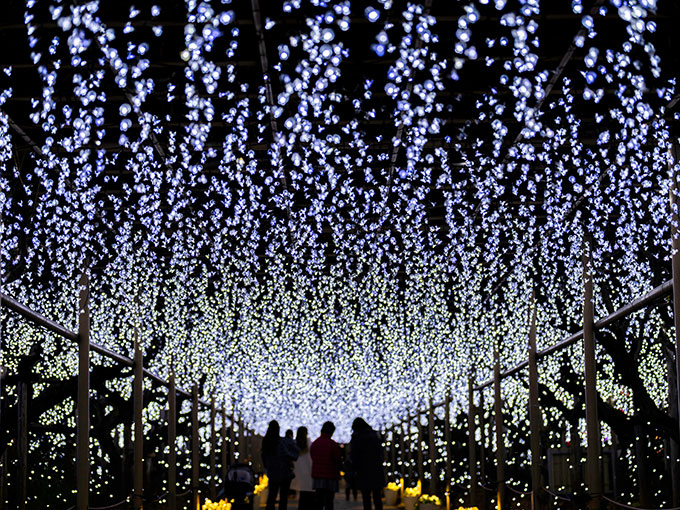 Ashikaga Flower Park