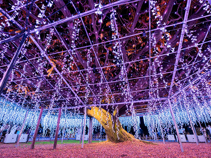 Ashikaga Flower Park