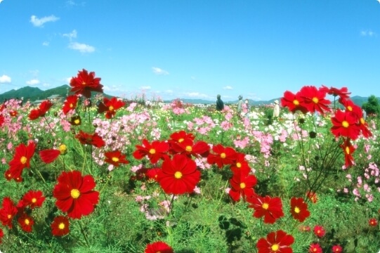 Yume Cosmos Garden