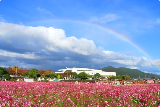 Yume Cosmos Garden