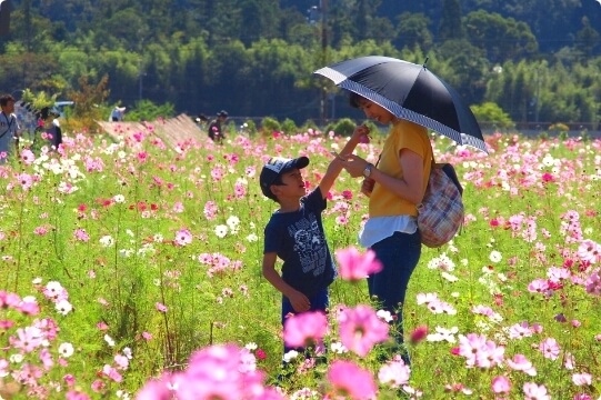 Yume Cosmos Garden