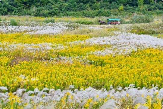 Yume Cosmos Garden