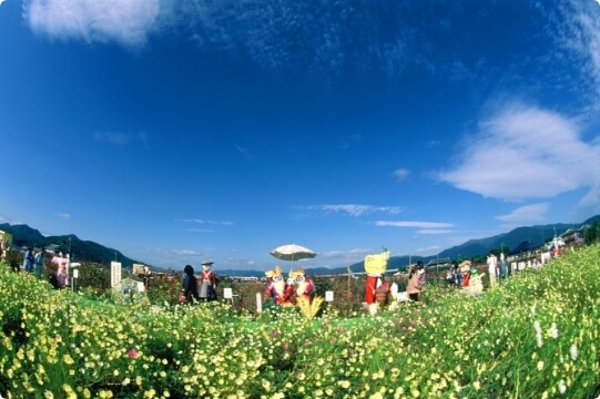 Yume Cosmos Garden