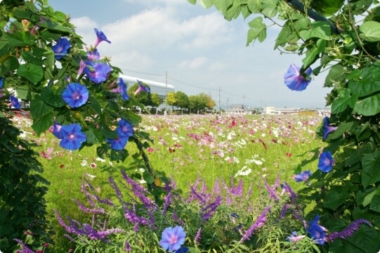 Yume Cosmos Garden