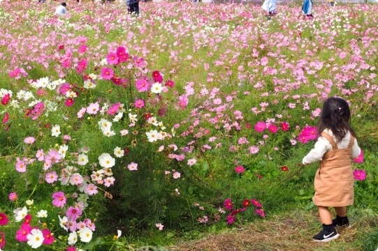 Yume Cosmos Garden