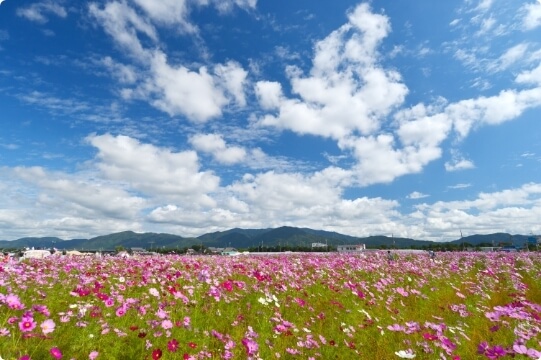 Yume Cosmos Garden