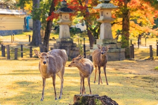 Nara Park