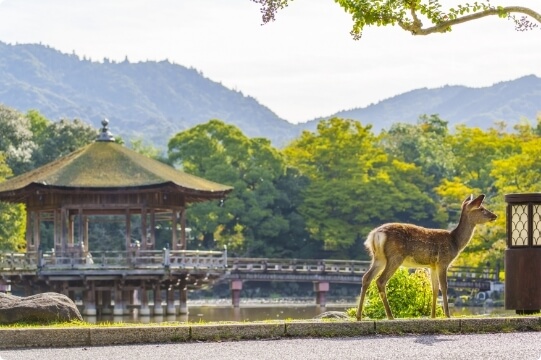 Nara Park