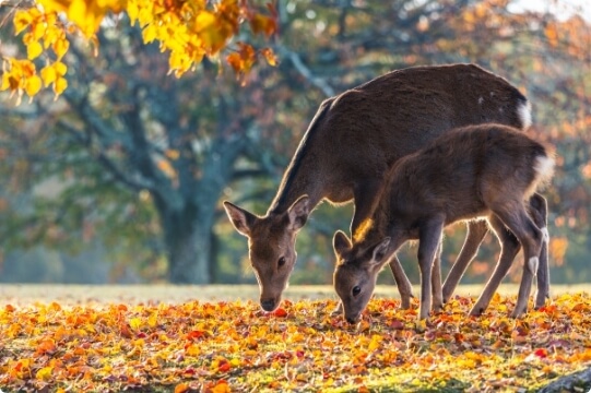 Nara Park