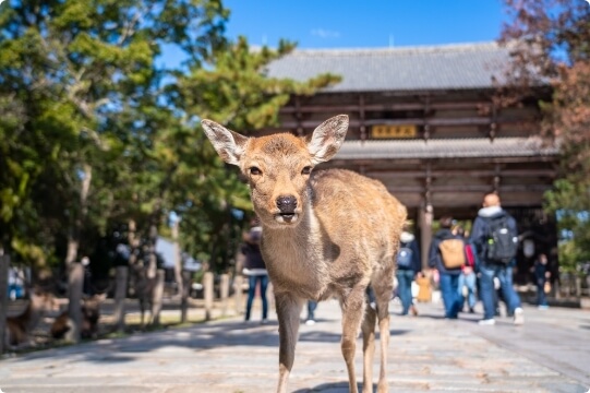 Nara Park