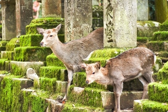 Nara Park