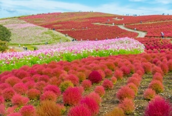 Hitachi Sea Side Park & Ashikaga Flower Park Autumn Flower Tour from Shinjuku