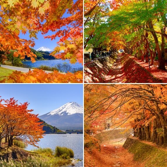 Mt. Fuji Kawaguchiko Autumn Leaves Festival