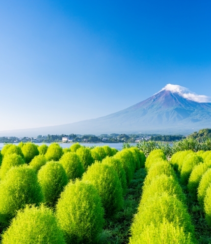 1-Day Mt. Fuji Kawaguchiko tour with fruit tomato picking