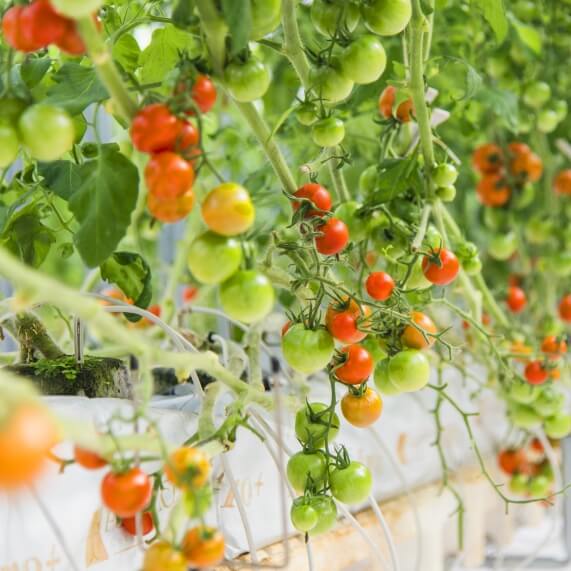 Fruit Tomato Picking
