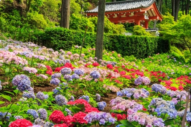 Mimurotoji Hydrangea Temple