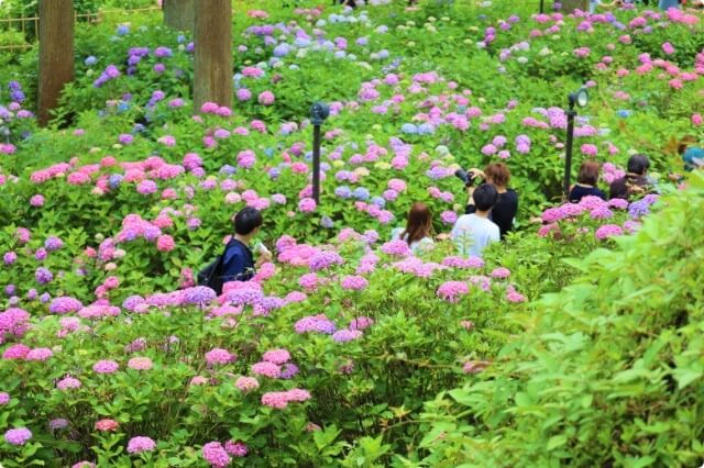 Mimurotoji Hydrangea Temple