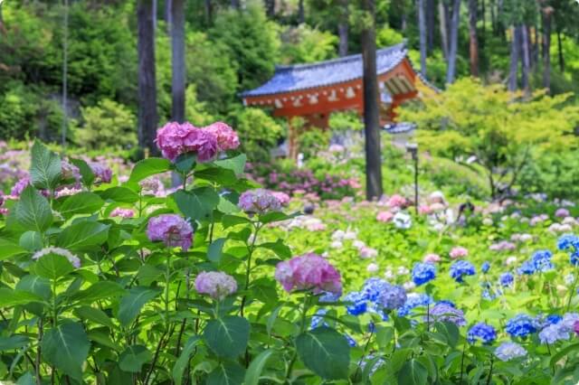 Mimurotoji Hydrangea Temple