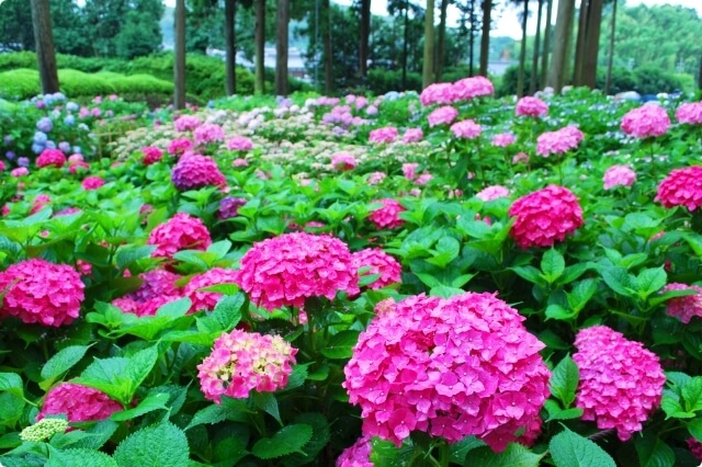 Mimurotoji Hydrangea Temple