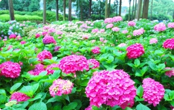 Hydrangea Garden