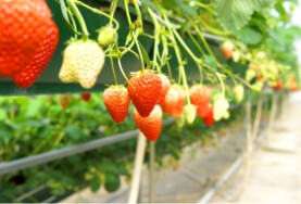 Strawberry Picking