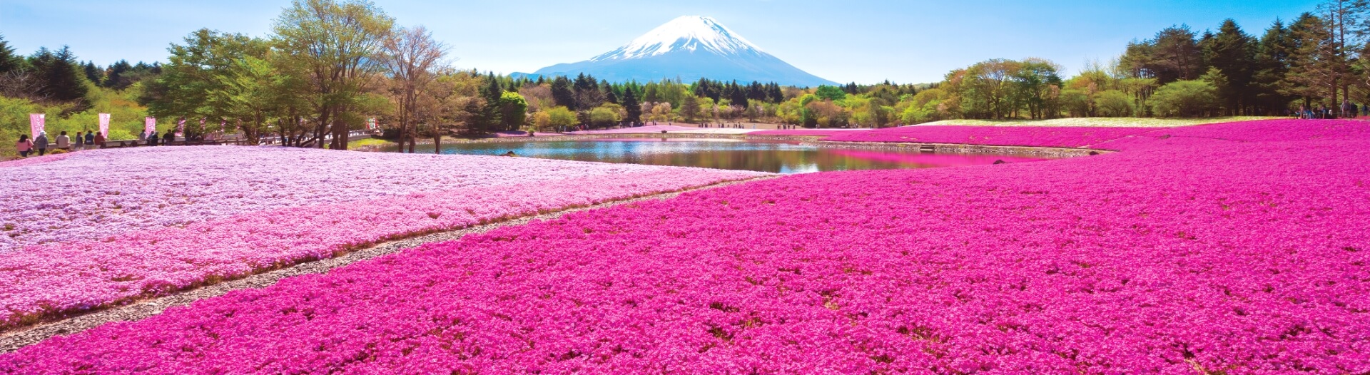 Mount Fuji Shibazakura Tour