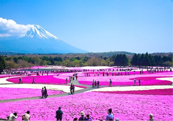 Mt. Fuji Shibazakura Festival