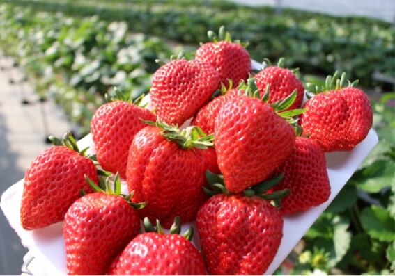 Strawberry picking