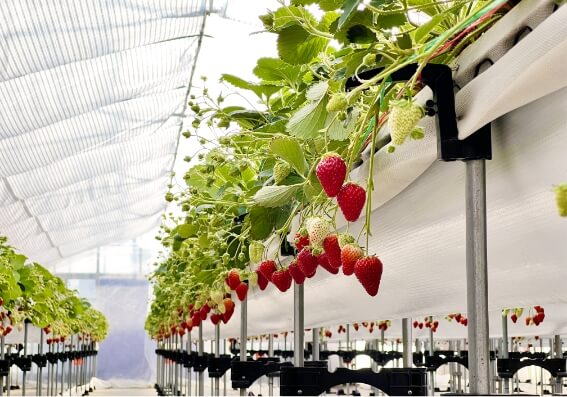 Strawberry picking