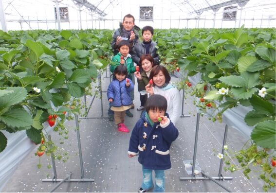 Juicy Strawberry Picking