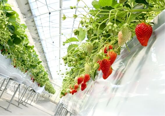 Juicy Strawberry Picking