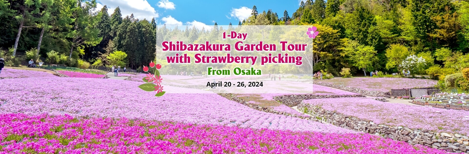 1-Day Shibazakura Garden Tour with Strawberry picking from Osaka