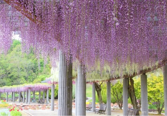 Hyogo Flower Center