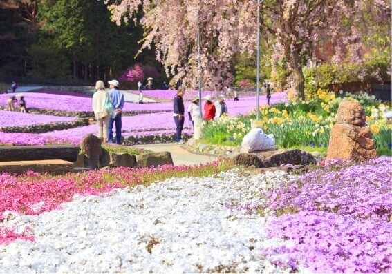 Shibazakura Flower Carpet