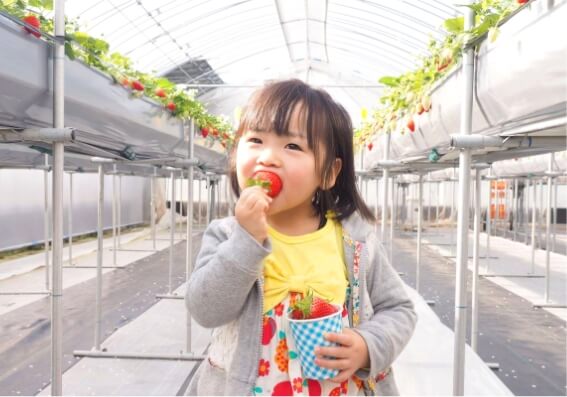 Juicy Strawberry Picking