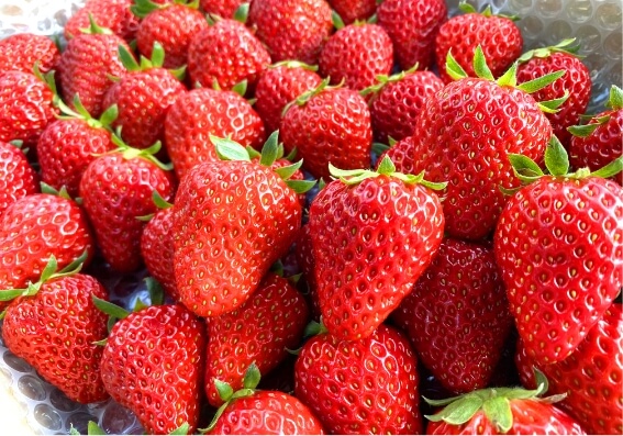 Juicy Strawberry Picking