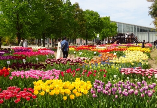 Tonami Tulip Park