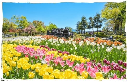 Tonami Tulip Park