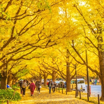 Tokyo Walking Tour with Tempura course meal