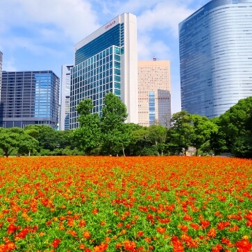 Tokyo 5 Best Tourist Attractions Walking Tour