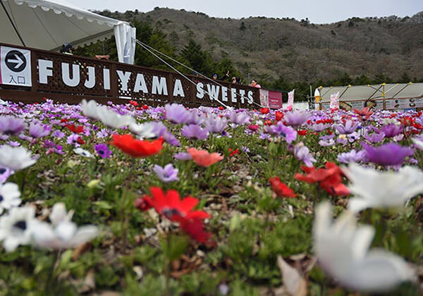 Shibazakura festival