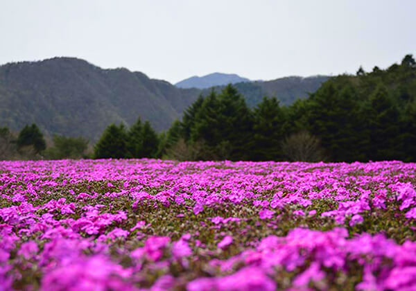 Shibazakura festival