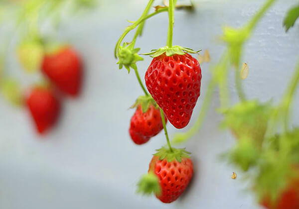 Strawberry Picking