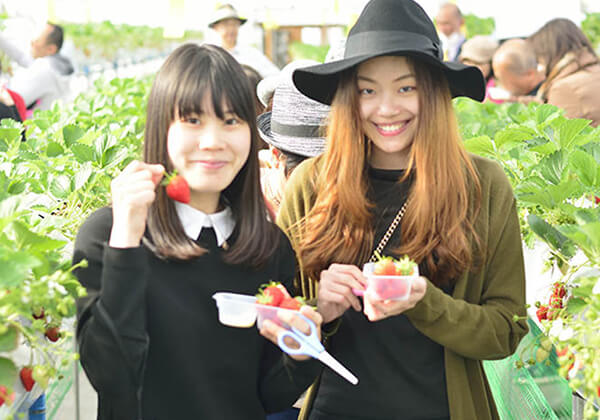 Strawberry Picking