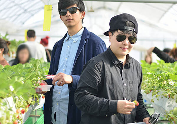 Strawberry Picking