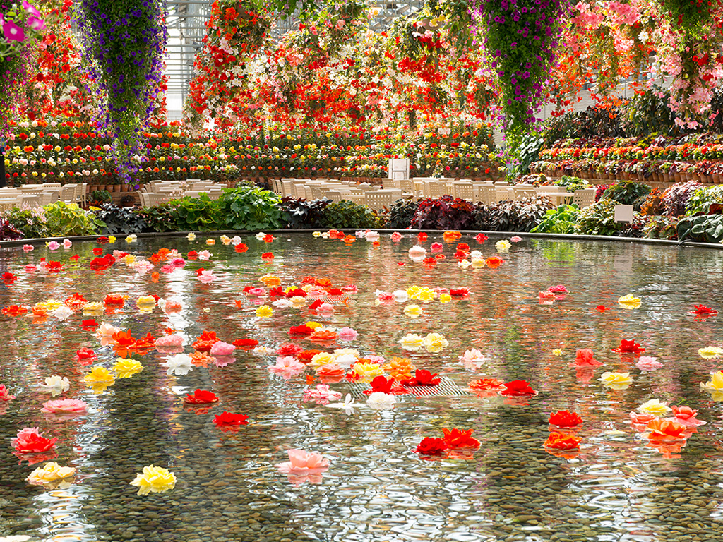 Begonia Garden